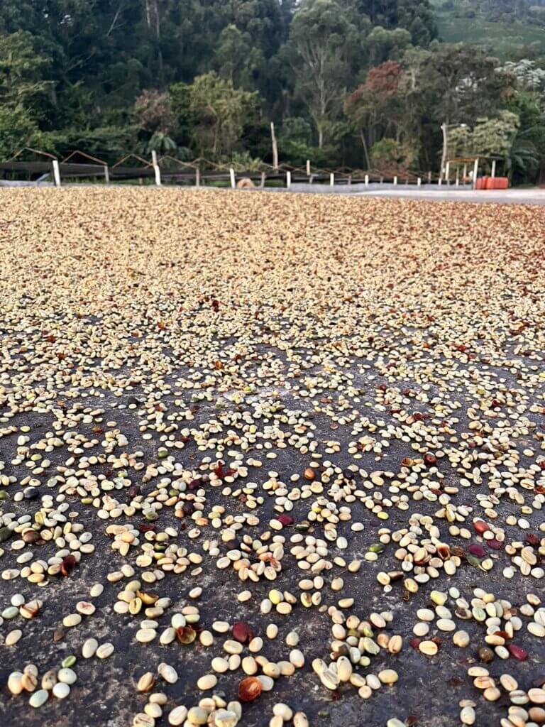 Farma Fazendas Dutra v Brazílii